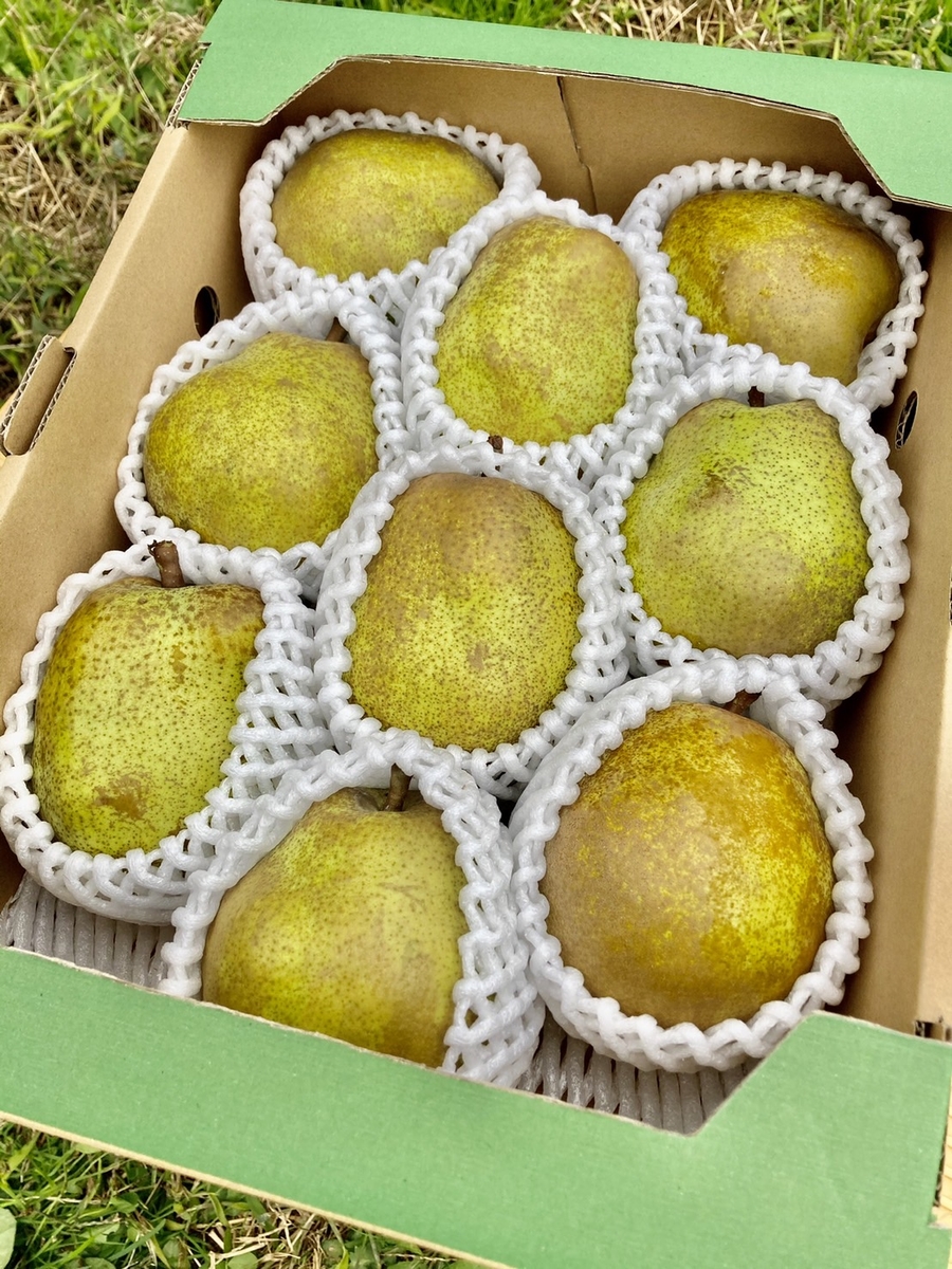 ラ・フランス ３キロ 3kg(8～10玉)・数量限定】今が旬！生産量日本一を誇る、山形ラ
